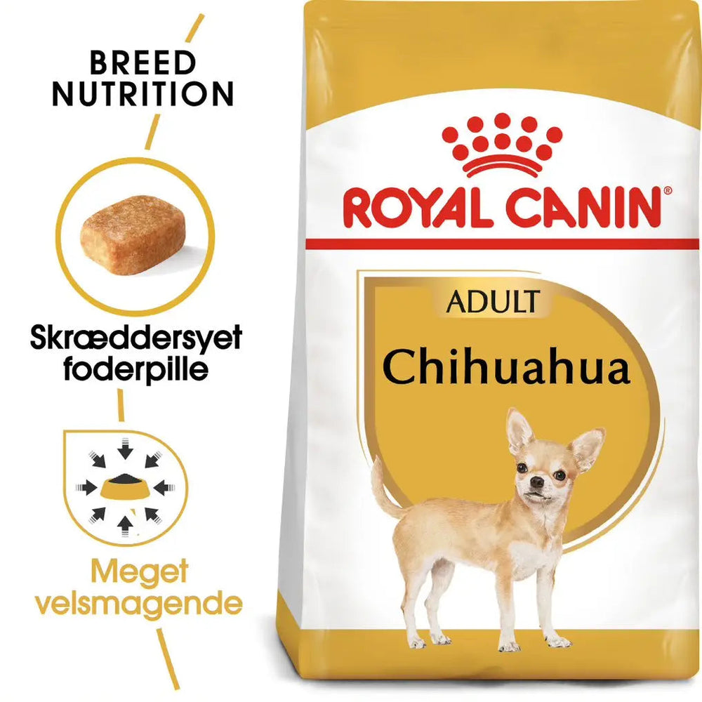 Adult Chihuahua