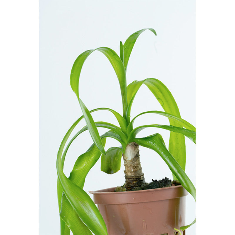 Crinum Thaianum Nr.9potte