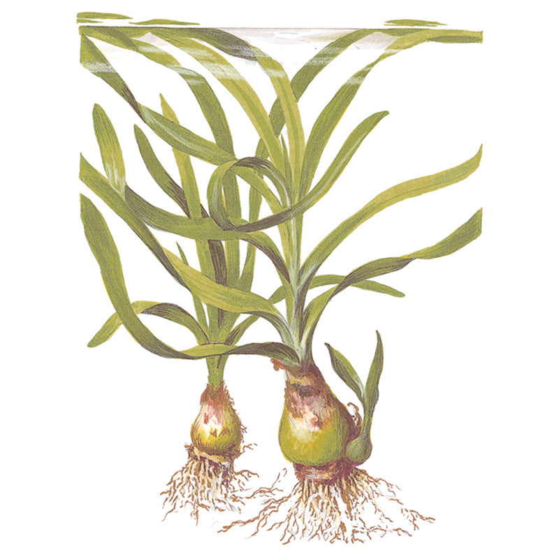 Crinum Thaianum Nr.9potte