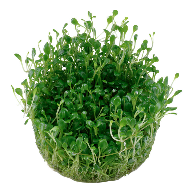 Glossostigma elatinoides Nr.81-2-Grow!