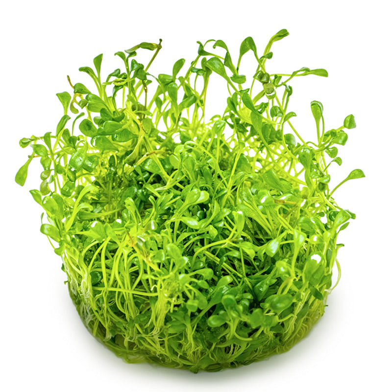 Glossostigma elatinoides Nr.81-2-Grow!