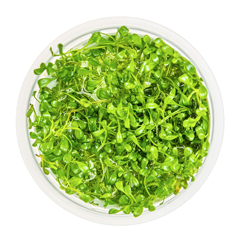 Glossostigma elatinoides Nr.81-2-Grow!