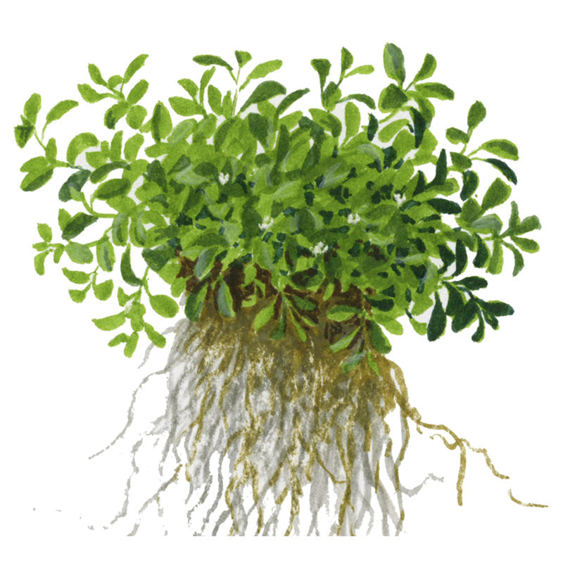 Glossostigma elatinoides Nr.81-2-Grow!
