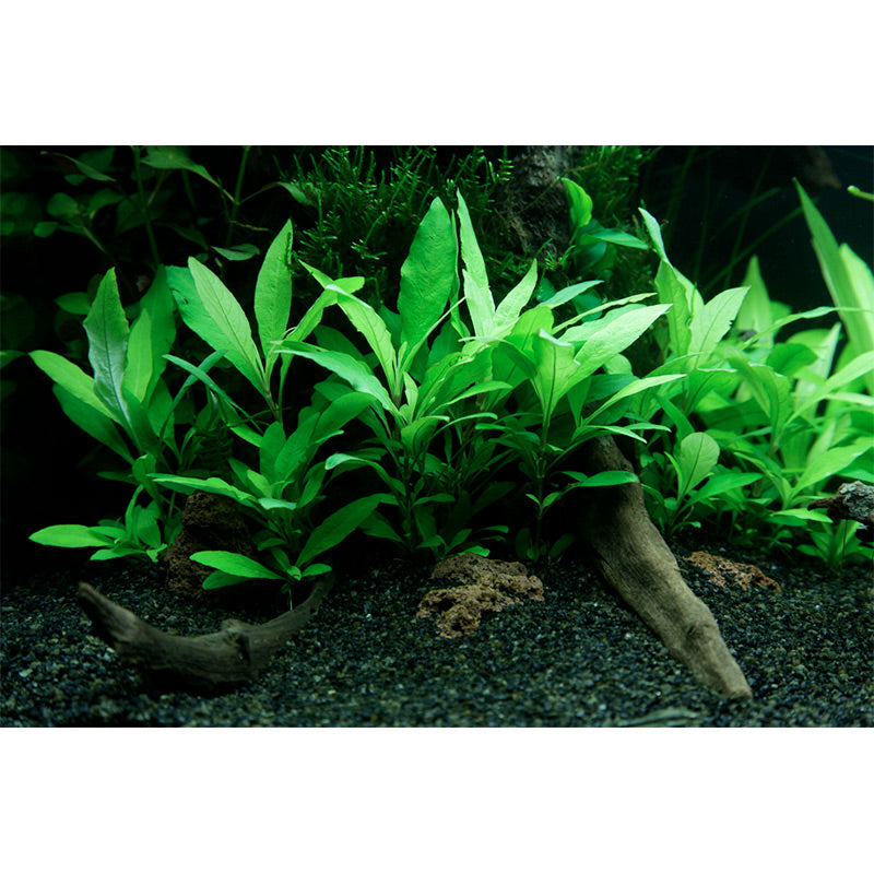 Hygrophila corymbosa 'Siamensis 53B' Nr.4