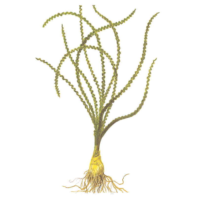Crinum Calamistratum Nr.9