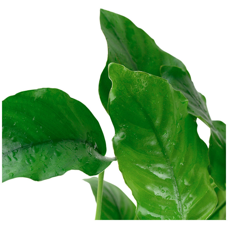 Anubias barteri var. Barteri Nr. 8 potte