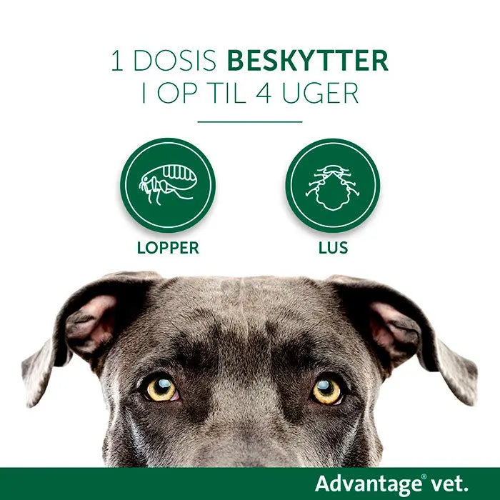 ADVANTAGE VET Loppemiddel hund 10-25 kg - 4x2,5 ml