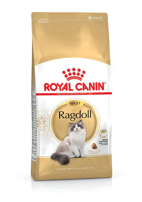 Adult Ragdoll