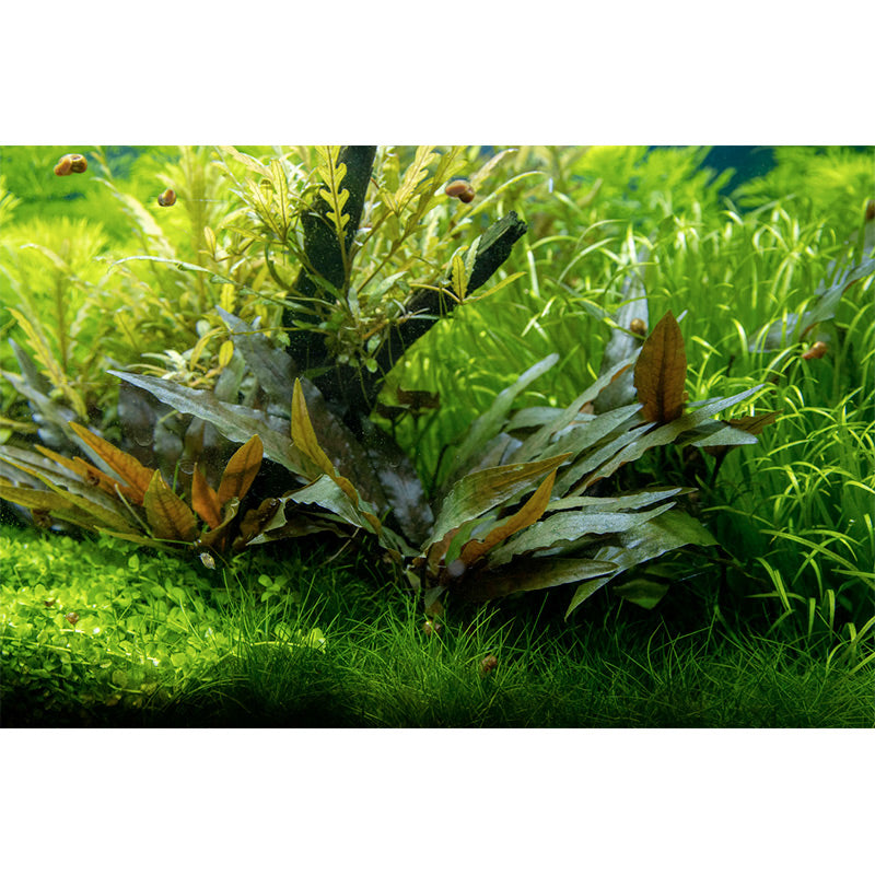 Cryptocoryne beckettii 'Petchii' Nr.7 potte
