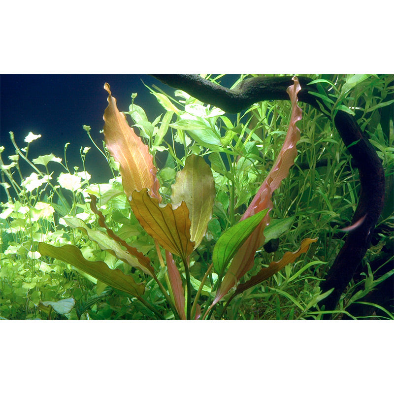 Echinodorus 'Rosé' Nr.8 ca. 25-40 cm