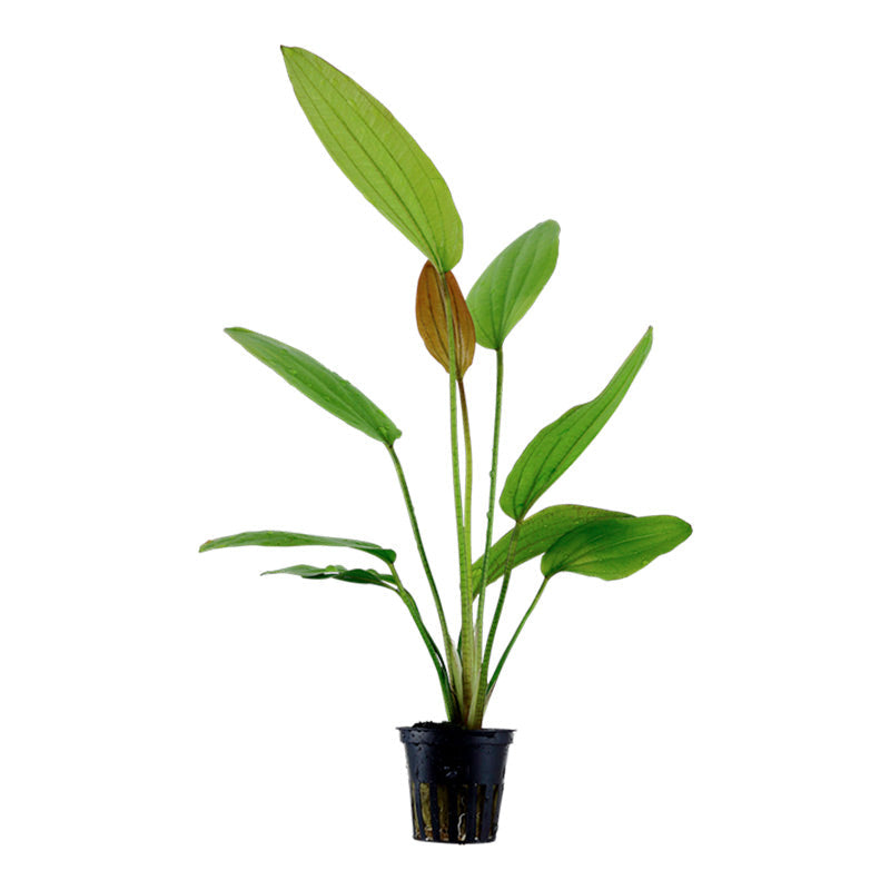 Echinodorus 'Rosé' Nr.8 ca. 25-40 cm