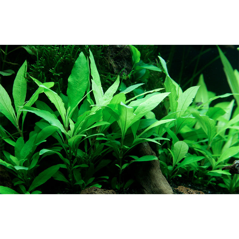 Hygrophila corymbosa 'Siamensis 53B' Nr.5 potte