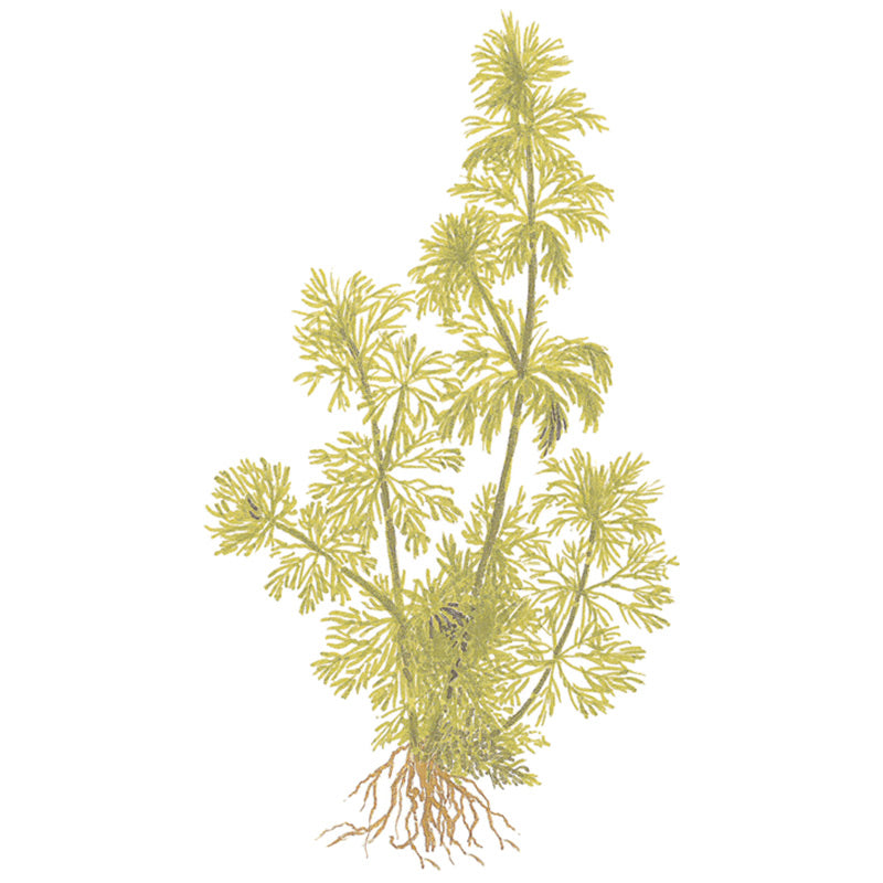 Limnophila sessiliflora Nr.6potte