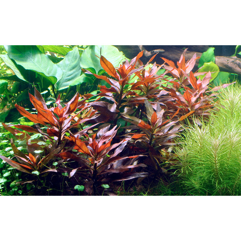 Ludwigia glandulosa Nr.5 potte