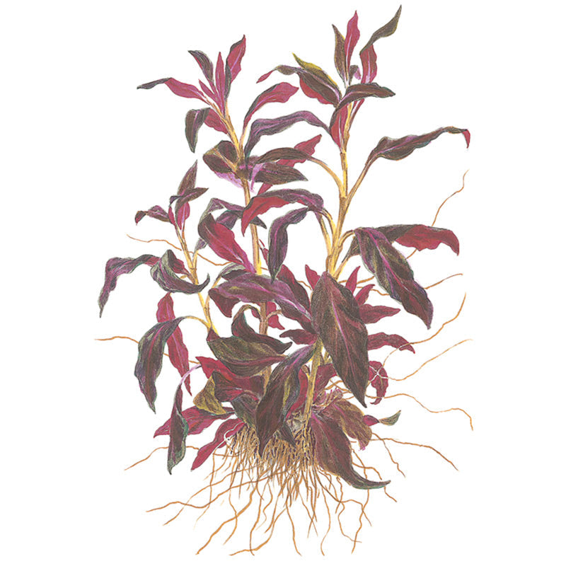Ludwigia glandulosa Nr.5 potte