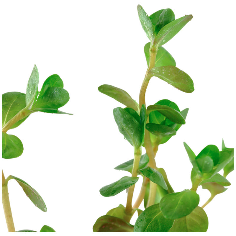 Rotala rotundifolia Nr.5 potte