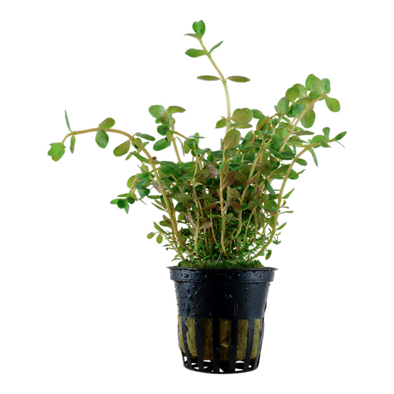 Rotala rotundifolia Nr.5 potte