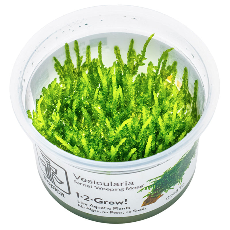 Vesicularia ferriei "Weeping Moss" Nr. 81-2-Grow