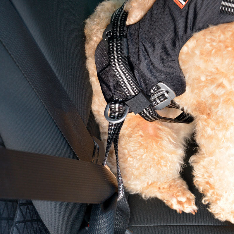 Sikkerhedssele Safety til bil XS
