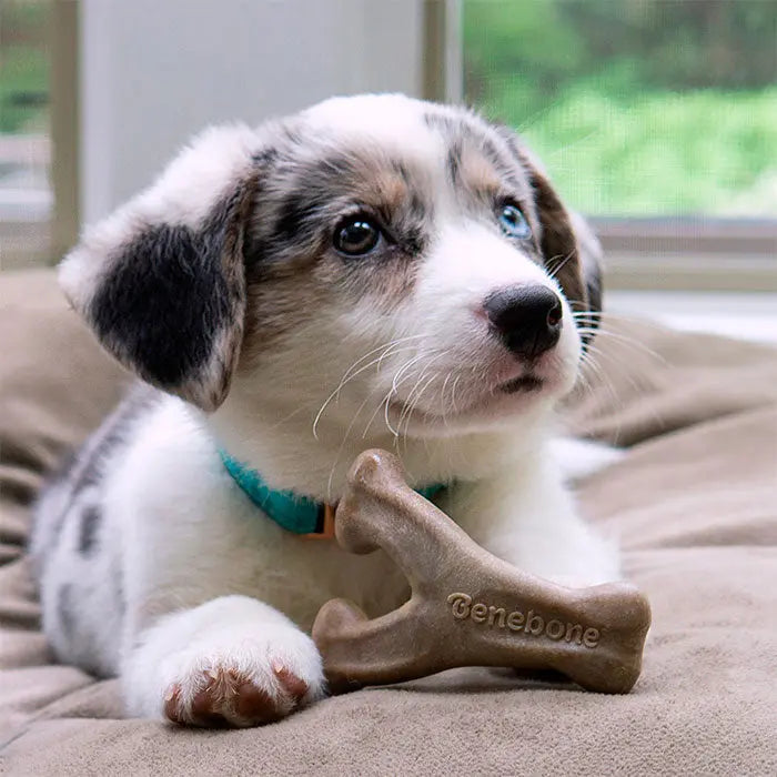 Puppy Wishbone bacon small