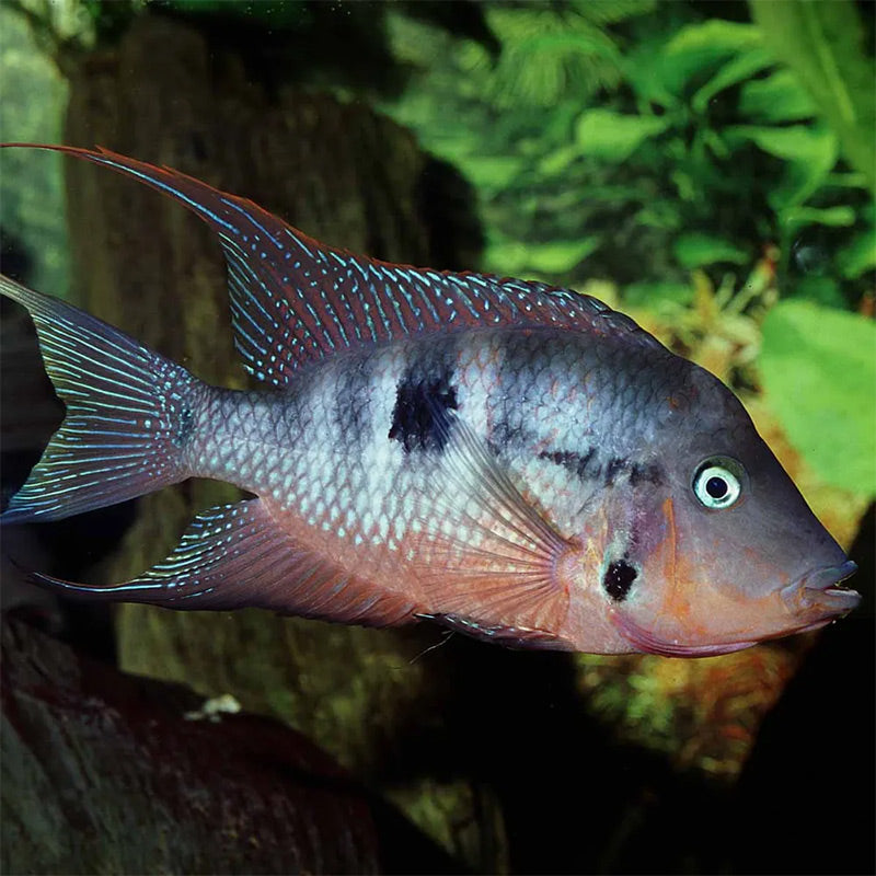 Pronovo Cichlid Granulatm 1000 ml