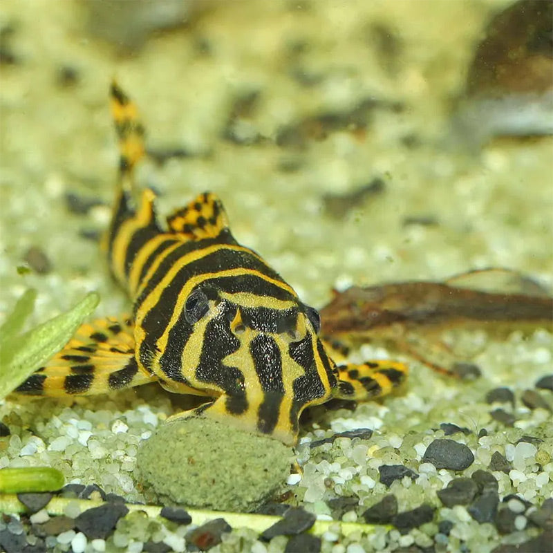 Pronovo Pleco skægfisk tabl. M 100 ml