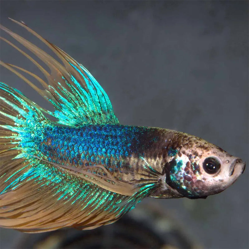 Pronovo Betta Flagers 100 ml