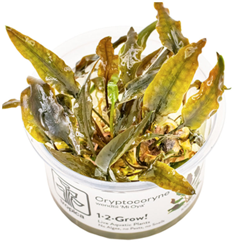 Cryptocoryne wendtii 'Mi Oya' Nr.8