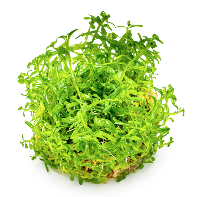 Rotala rotundifolia 'Green' Nr. 8