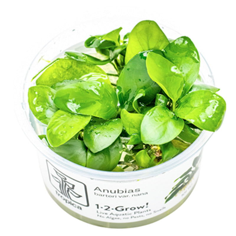Anubias barteri nana