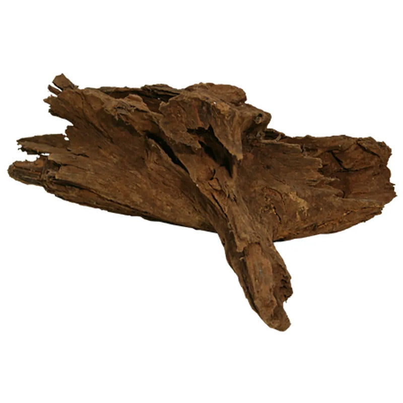 Trærod - Mangrovem ca. 20-30 cm