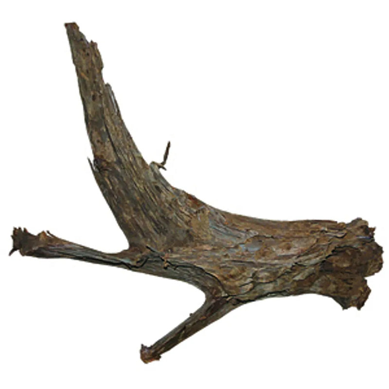 Trærod - Mangrovel ca. 30-40 cm