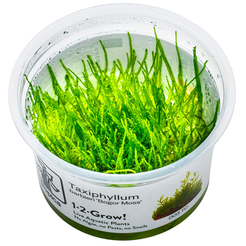 Taxiphyllum barbieri Nr.8