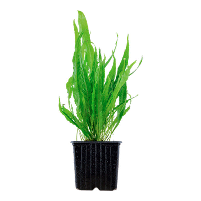 Microsorum pteropus Nr.12 ca. 15-30 cm XL potte