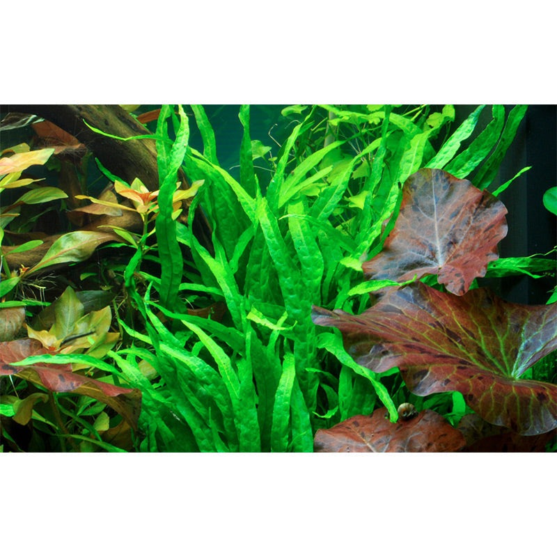 Microsorum pteropus 'Narrow' Nr.11 på rod