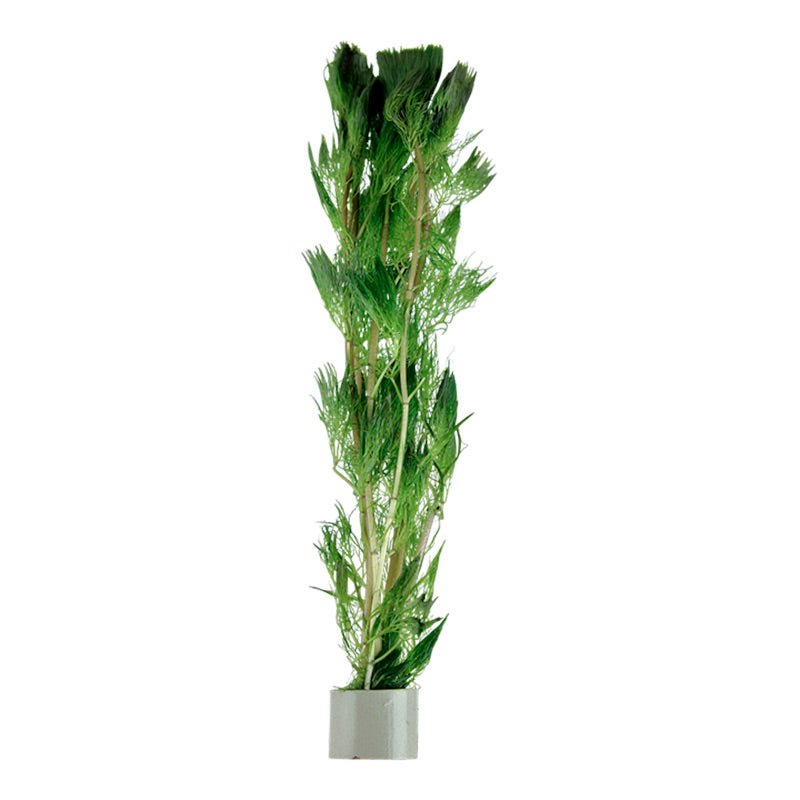 Cabomba aquatica Nr.3 bundtplante