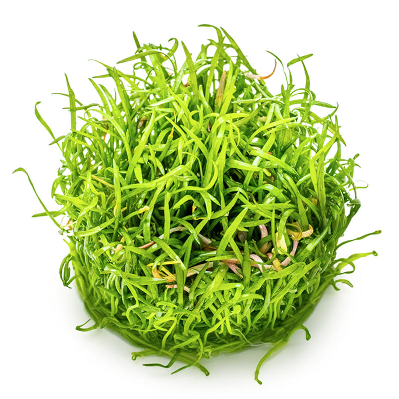 Lilaeopsis brasiliensis Nr.8 1-2-Grow!