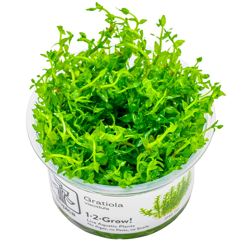 Tropica Gratiola Viscidula Nr.8 Højde: Ca, 10 Cm