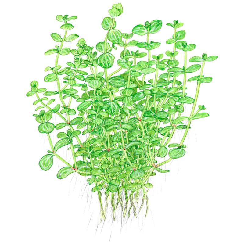 Lindernia rotundifolia Nr.6 ca. 15-30 cm