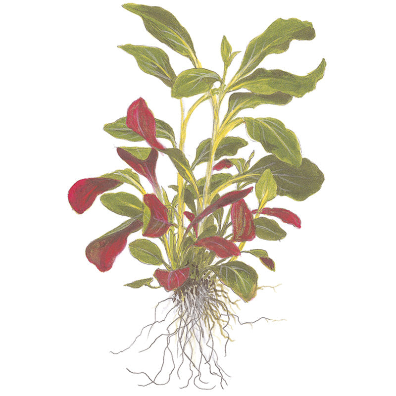 Lobelia cardinalis Nr.5 ca. 10-30 cm