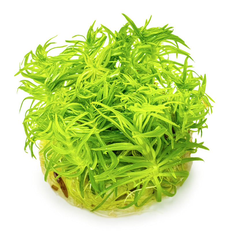 Pogostemon deccanensis Nr.8 1-2-Grow!