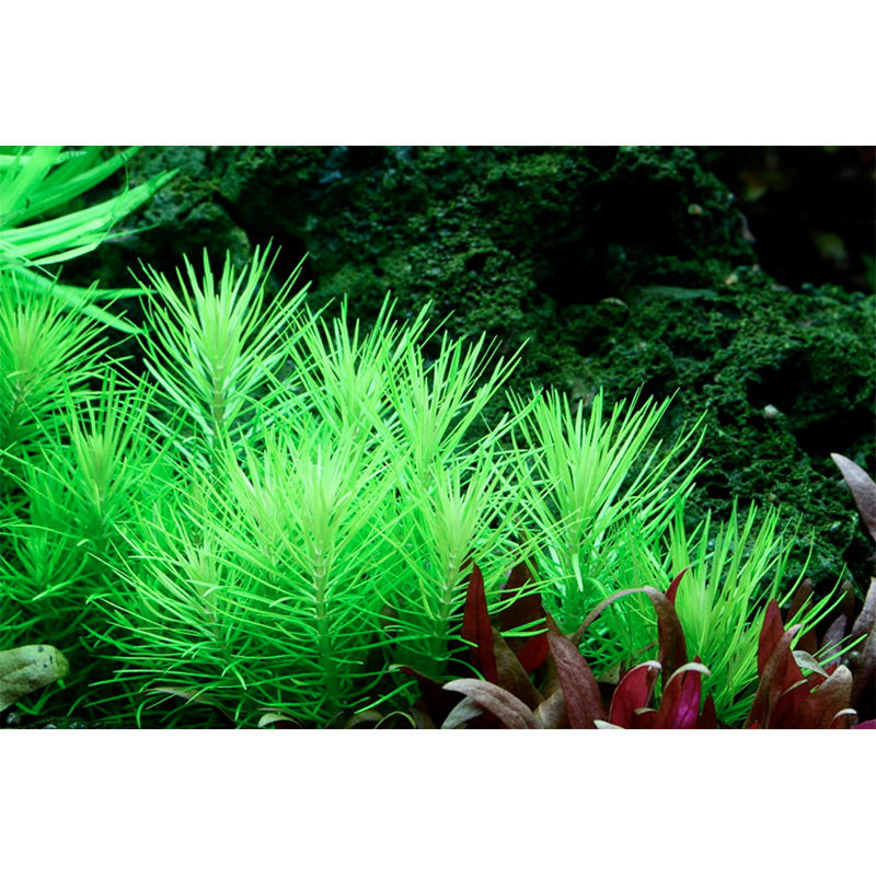 Pogostemon deccanensis Nr.8 1-2-Grow!