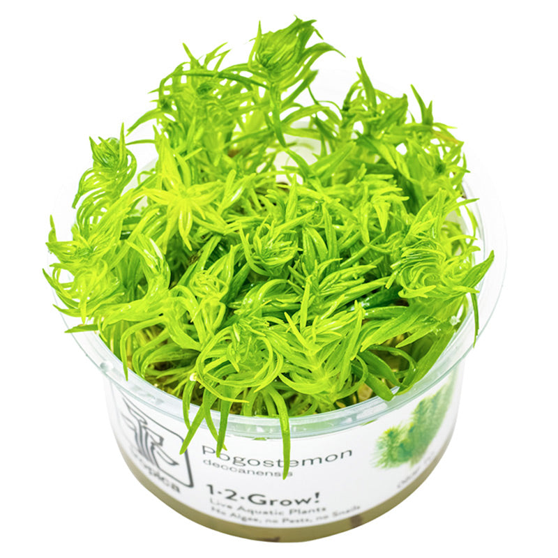 Pogostemon deccanensis Nr.8 1-2-Grow!