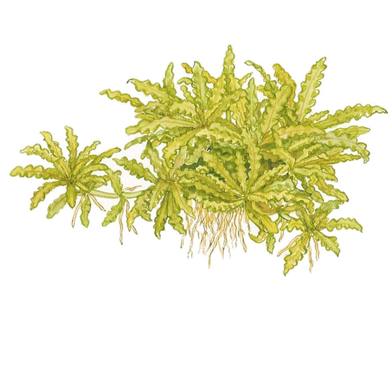 Progostemon Helferi Nr.8 ca. 3-10 cm