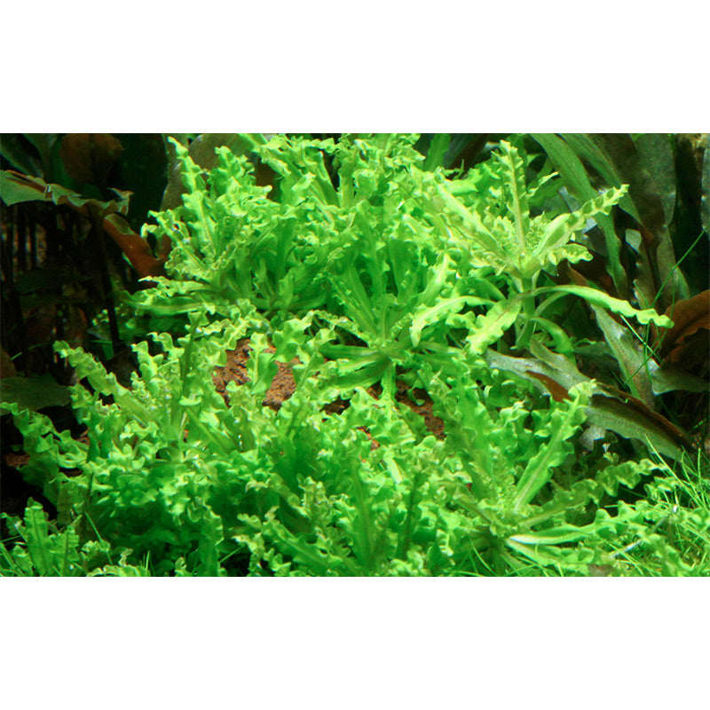 Pogostemon helferi Nr.10 ca. 10 cm på lavasten
