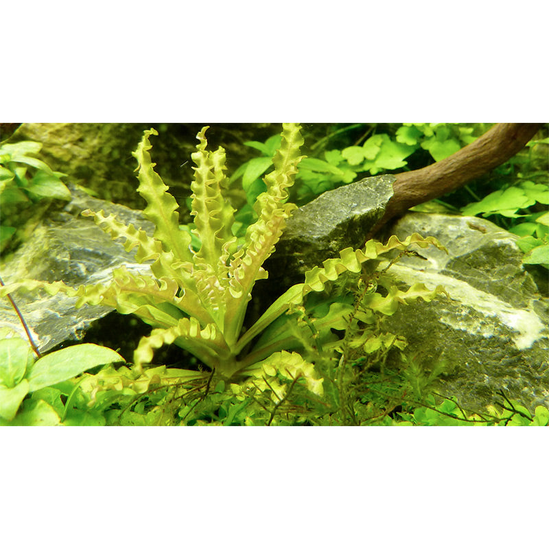 Pogostemon helferi Nr.10 ca. 10 cm på lavasten