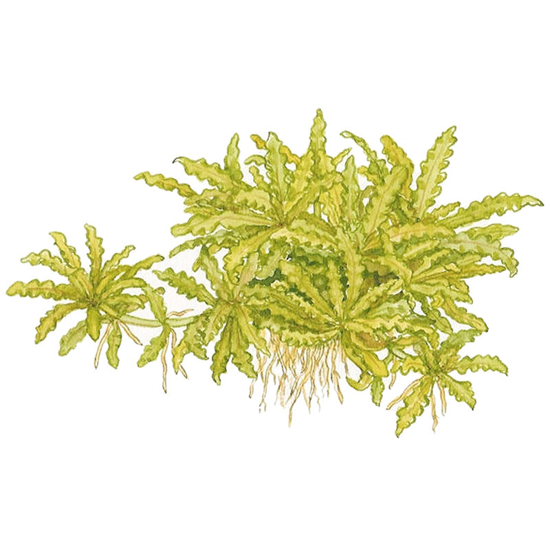 Pogostemon helferi Nr.10 ca. 10 cm på lavasten