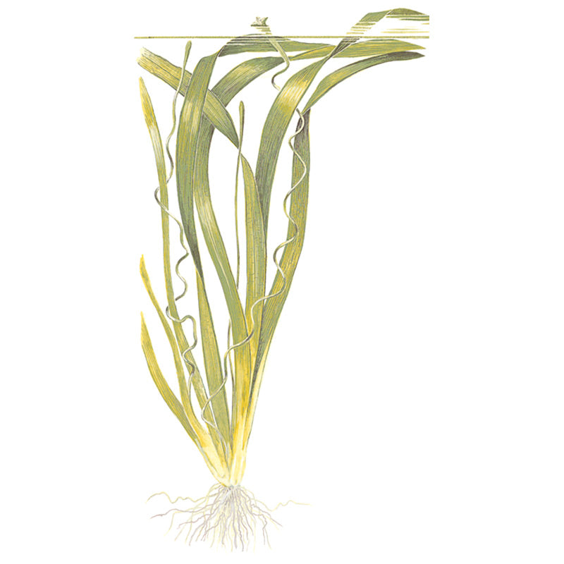 Vallisneria americana 'Gigantea' Nr.8 ca. 10-15 cm