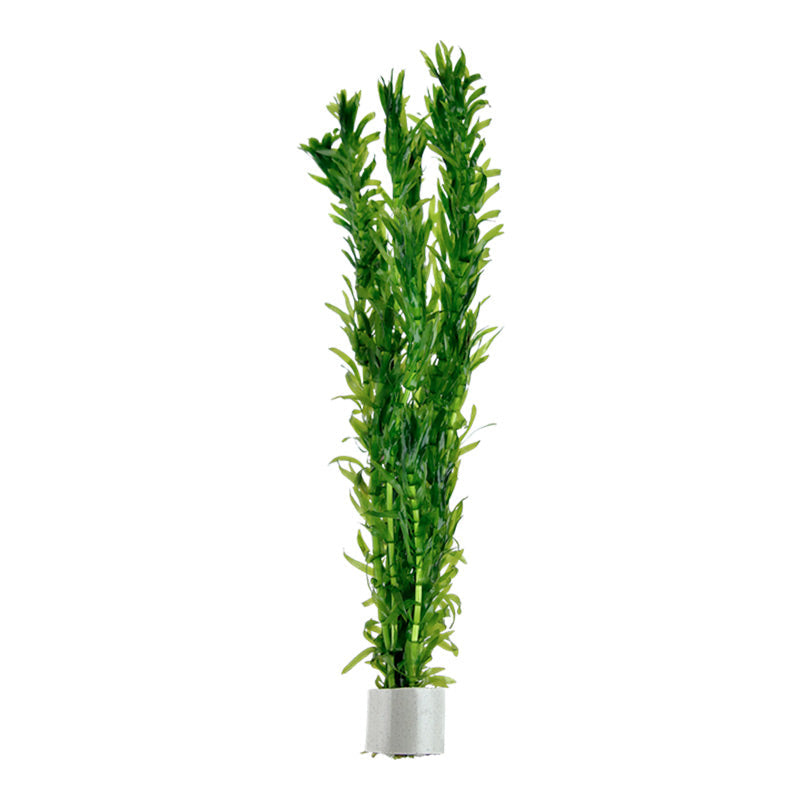 Egeria dinsa