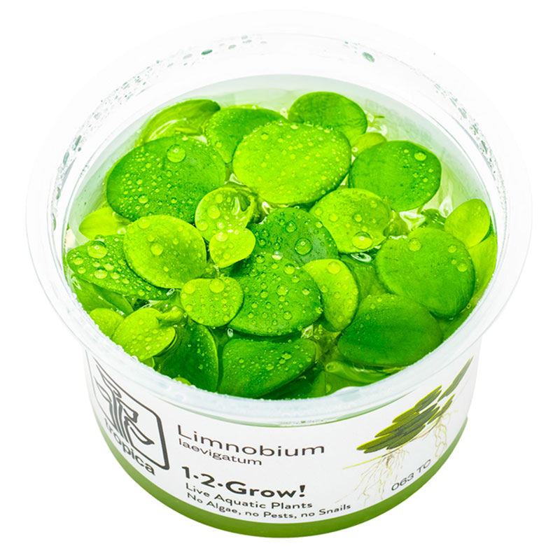 Limnobium laevigatum Nr.8